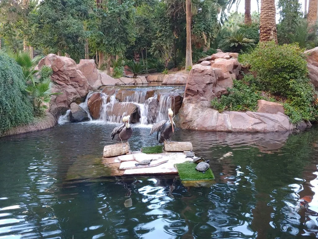 Flamingo Habitat