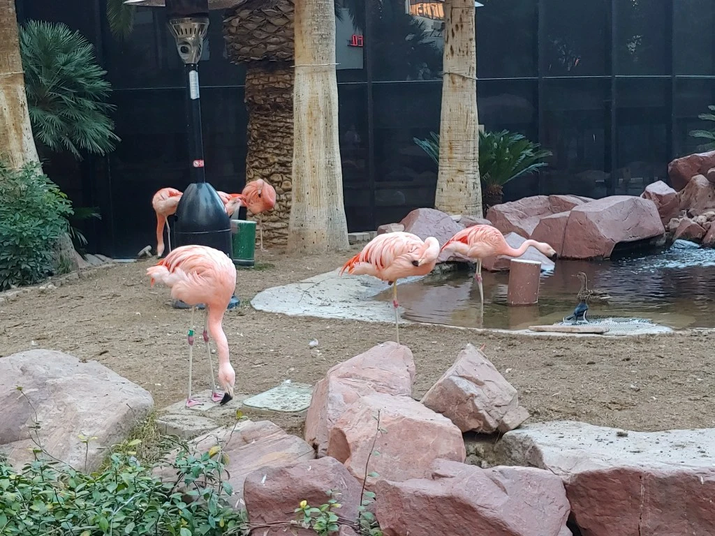 Flamingo Habitat