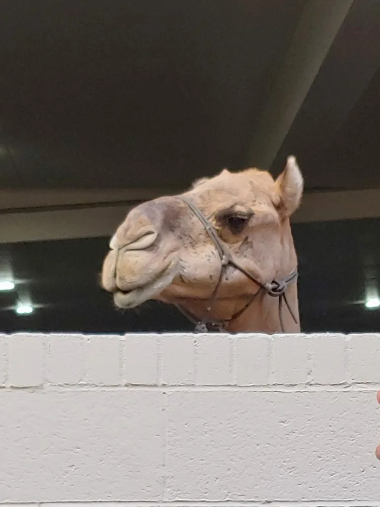 Camel at Sahara