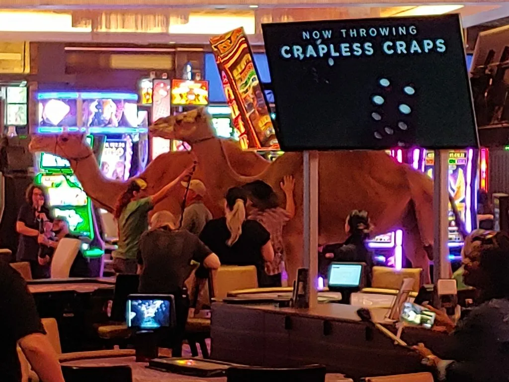 Camels and crapless craps at Sahara